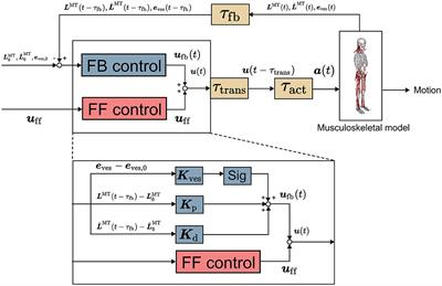 Analysis of abnormal posture in patients with Parkinson's disease using a computational model considering muscle tones